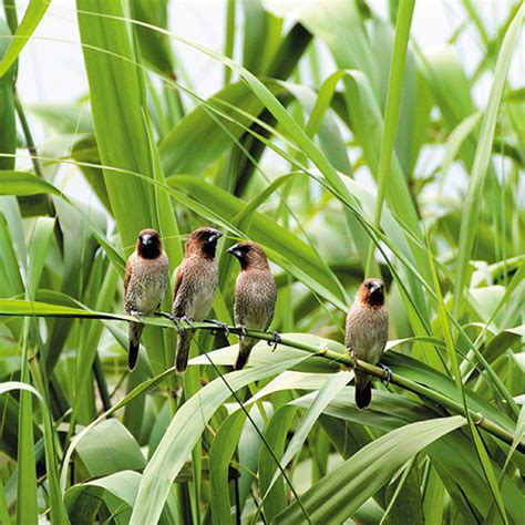 像麻雀的鳥|【鄉間鳥事】形似麻雀的黑嘴嗶仔——斑文鳥